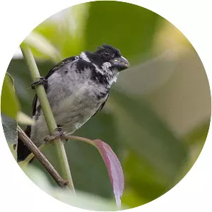 Caquetá seedeater