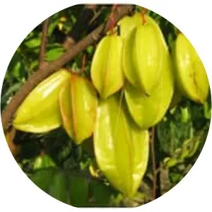 Carambola - Plants