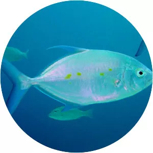 Carangoides