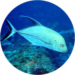 Caranx lugubris - Fish