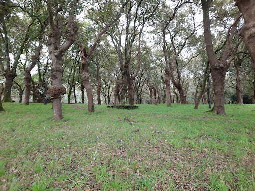 Carballeira de Suso - Park in Spain