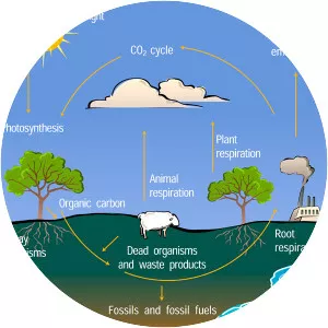 Carbon cycle