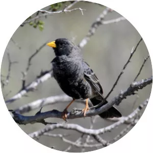 Carbonated sierra finch - Bird