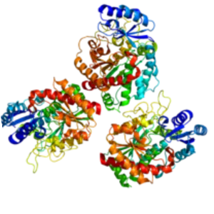 Carboxypeptidase B2 - 