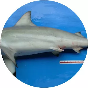 Carcharhinus