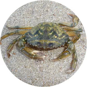 Carcinus aestuarii