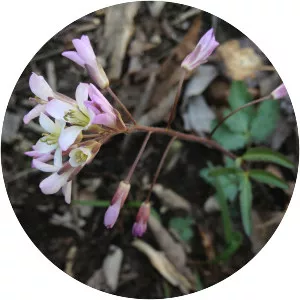 Cardamine angustata - 