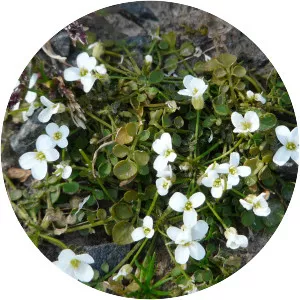 Cardamine corymbosa