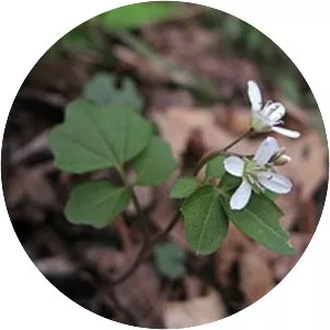 Cardamine flagellifera