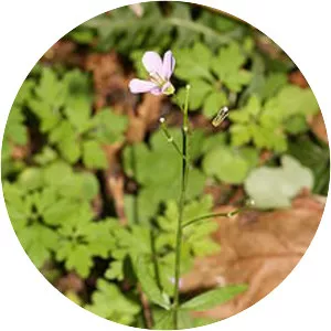 Cardamine nuttallii