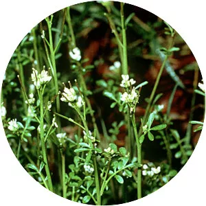 Cardamine pensylvanica
