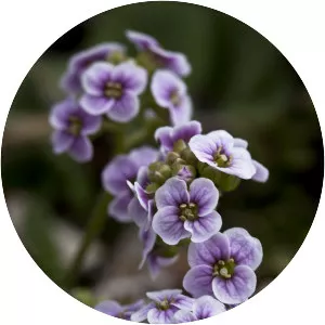 Cardamine purpurea - 