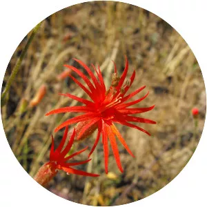 Cardinal catchfly