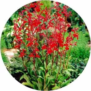 Cardinal flower