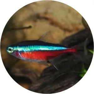 Cardinal tetra - Fish