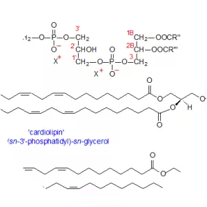Cardiolipin - 