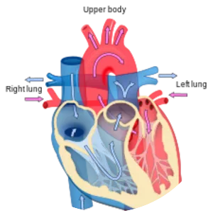 Cardiology