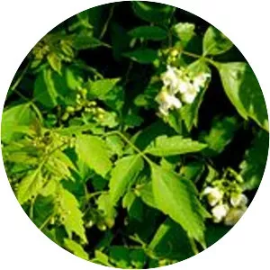 Cardiospermum grandiflorum