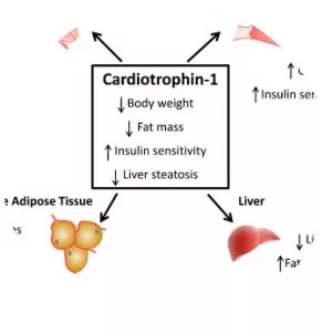Cardiotrophin 1 - Protein