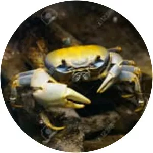 Cardisoma armatum (Gökkuşağı Yengeci)