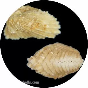 Cardita calyculata - 