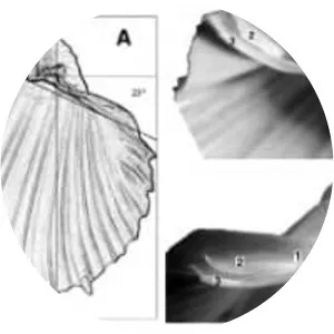 Cardium costatum