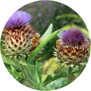Cardoon - Plants
