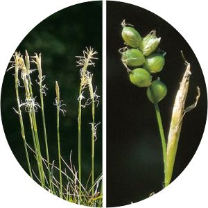 Carex alba - 