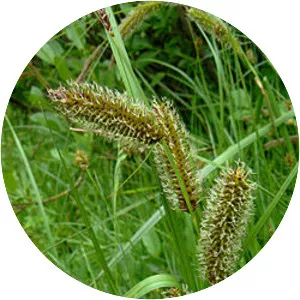 Carex aquatilis