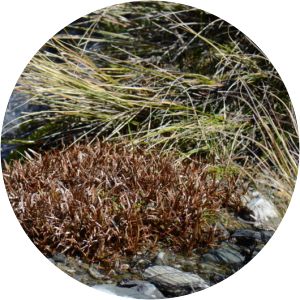 Carex berggrenii - 
