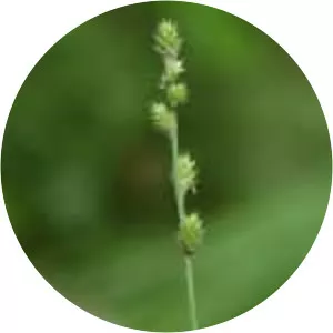 Carex canescens - Plants