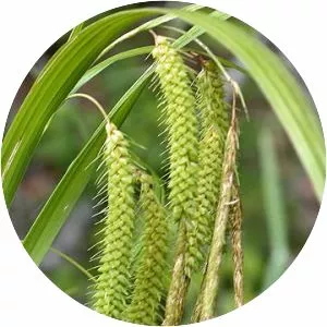 Carex crinita - 