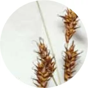 Carex davalliana - Plants