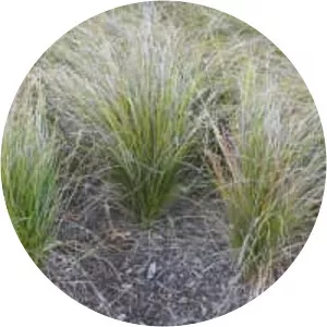 Carex dipsacea - 