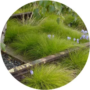 Carex eburnea - 