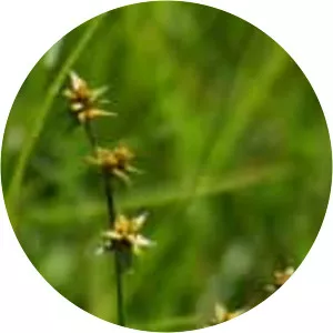 Carex echinata - Plants