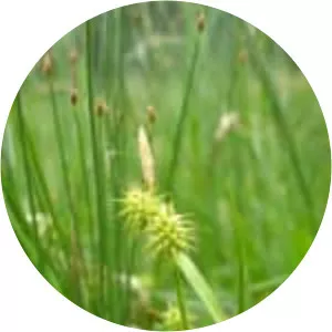 Carex flava - 