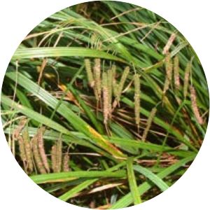 Carex geminata - 
