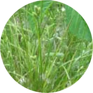 Carex hirsutella - 