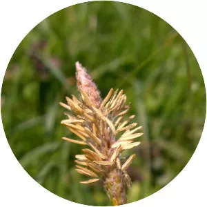 Carex hirta - Plants