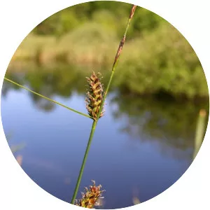Carex lasiocarpa - Plants