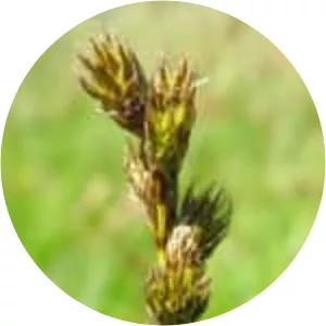 Carex leporina