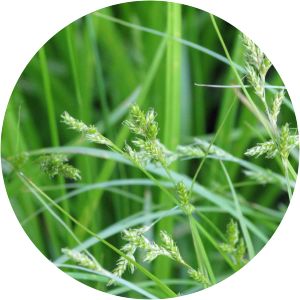 Carex leptopoda - 