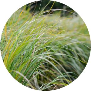 Carex lessoniana - 