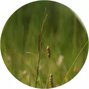 Carex limosa - Plants