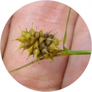 Carex lutea