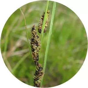 Carex nigra - Plants