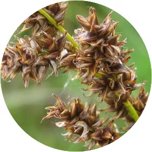 Carex paniculata - 