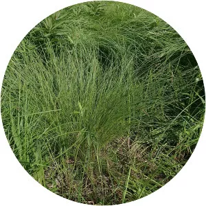 Carex prairea