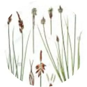 Carex pulicaris